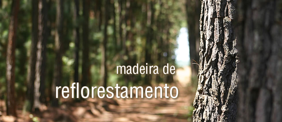 Madeira de Reflorestamento
